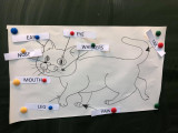 kot 4